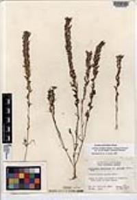Castilleja densiflora var. gracilis image