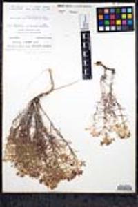 Leptosiphon floribundum image
