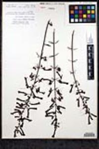 Keckiella ternata image