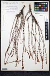 Eriogonum wrightii image