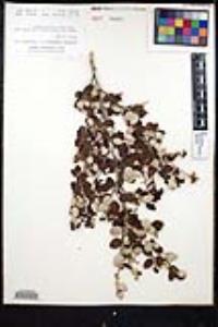 Ceanothus tomentosus image