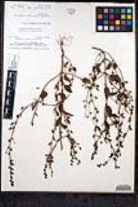Sairocarpus pusillus image