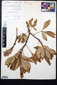 Aesculus parryi image