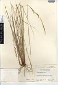 Achnatherum diegoense image