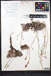 Eriogonum wrightii var. oresbium image