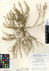 Vicia ludoviciana subsp. ludoviciana image