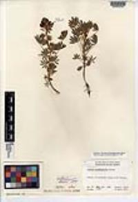 Lupinus guadalupensis image