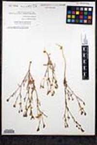 Gilia nevinii image