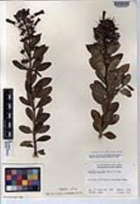Gambelia speciosa image