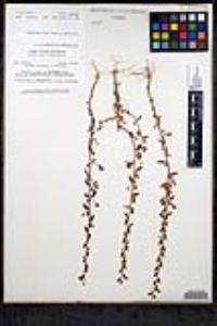 Sairocarpus pusillus image