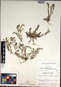 Lepidium oblongum var. insulare image