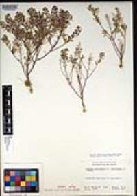 Lepidium lasiocarpum var. latifolium image