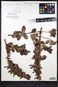 Gambelia speciosa image