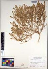 Lepidium oblongum var. insulare image
