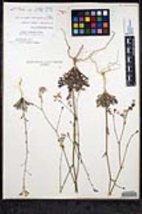 Saltugilia caruifolia image