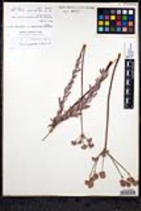 Eriogonum fasciculatum var. polifolium image