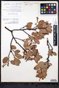 Arctostaphylos glandulosa subsp. adamsii image