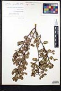 Rhamnus ilicifolia image