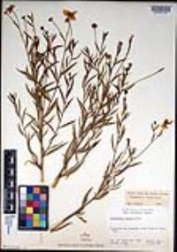 Dendromecon rigida image