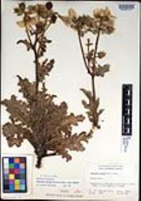 Argemone munita image