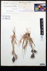 Bromus rubens image