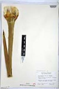 Hesperoyucca whipplei image