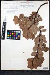 Arctostaphylos glauca image