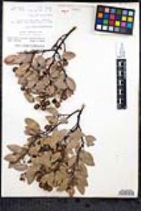 Arctostaphylos glauca image