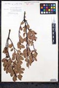 Arctostaphylos pungens image