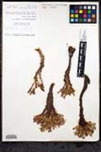 Aphyllon californicum image