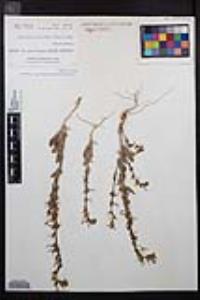 Camissoniopsis pallida subsp. pallida image