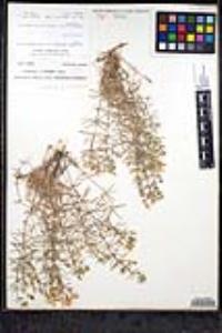 Leptosiphon floribundum image