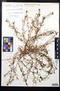 Camissonia strigulosa image