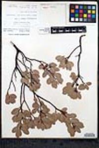 Arctostaphylos glauca image