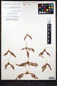 Lastarriaea coriacea image