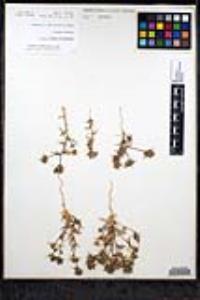 Navarretia hamata image