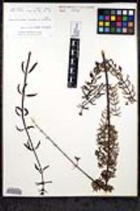 Keckiella ternata image
