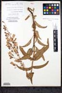 Penstemon spectabilis var. spectabilis image