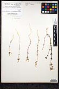 Leptosiphon parviflorus image