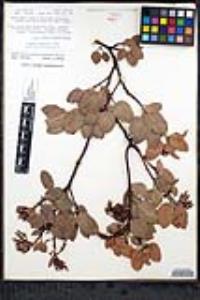 Arctostaphylos glauca image