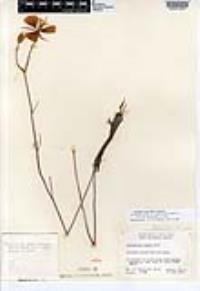 Calochortus weedii image
