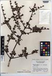 Ceanothus cuneatus image