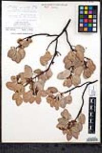 Arctostaphylos glauca image