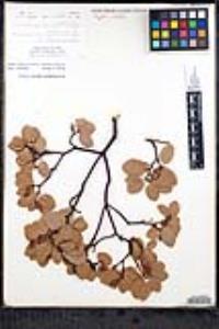 Arctostaphylos glauca image