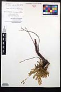 Horkelia clevelandii image