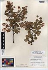 Prunus ilicifolia image