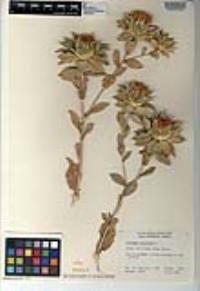 Carthamus tinctorius image