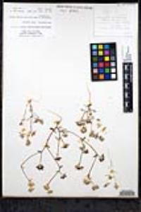 Navarretia atractyloides image