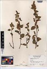 Acalypha californica image