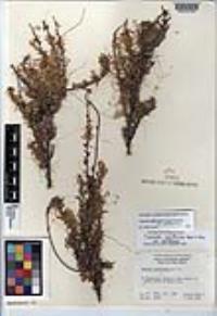 Cuscuta californica image